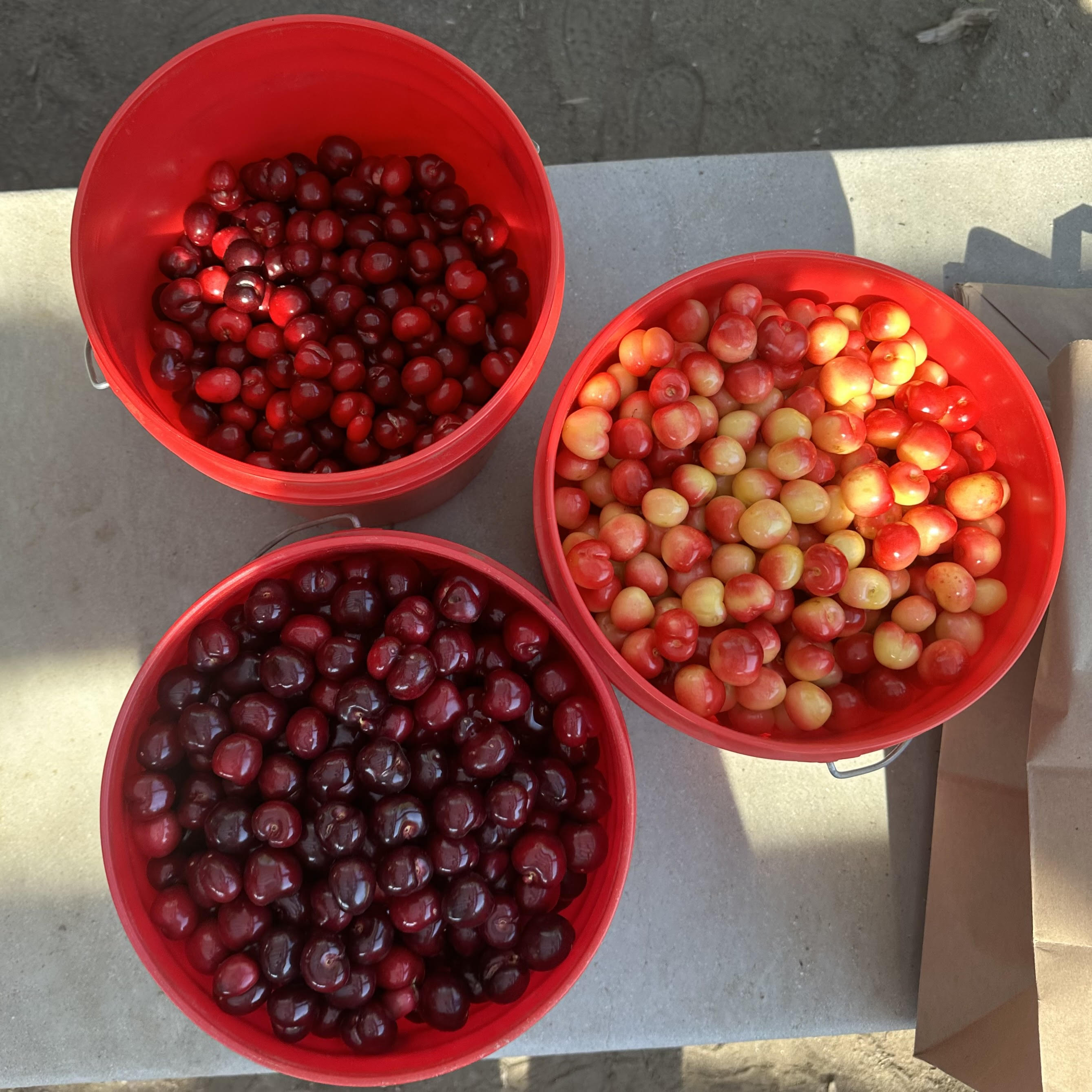 to Villa del Sol Sweet Cherry Farms of Leona Valley U pick